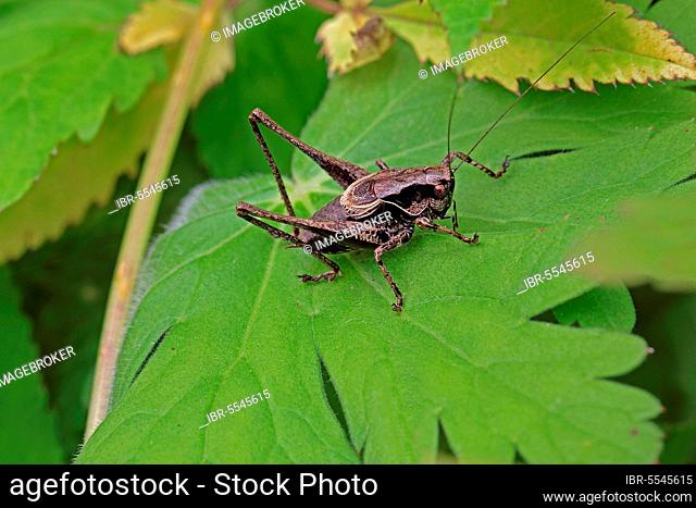 Common bush cricket, male
