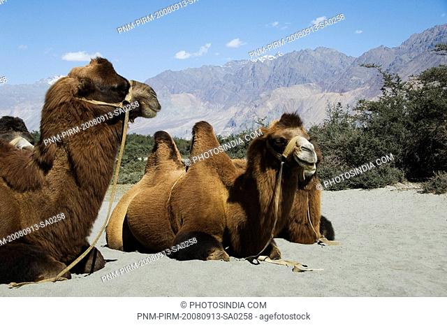 Two bactrian camels sitting in a desert, Hunder, Nubra Valley, Ladakh, Jammu and Kashmir, India