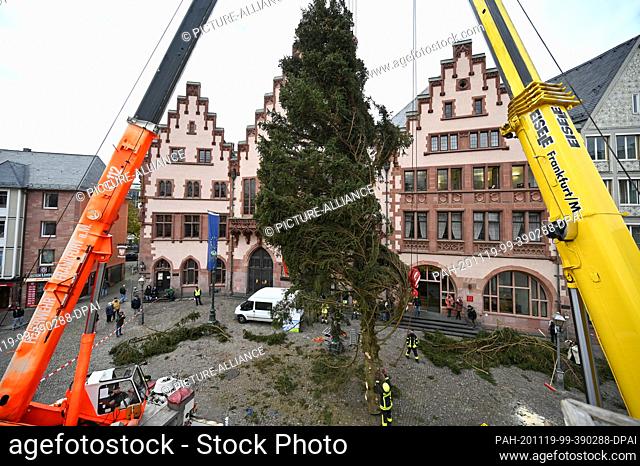 19 November 2020, Hessen, Frankfurt/Main: The Frankfurt Christmas tree is placed on the Römerberg in front of the Römer town hall by two mobile cranes