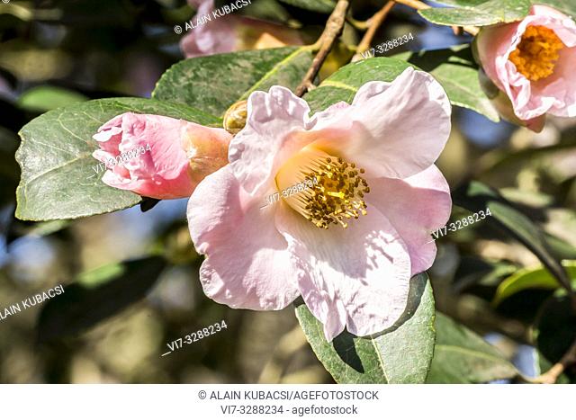 Camellia saluenensis 'First Flush'