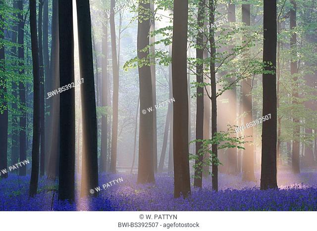 Atlantic bluebell (Hyacinthoides non-scripta, Endymion non-scriptus, Scilla non-scripta), sea of flowers in the forest, light beams, Belgium, Hallerbos