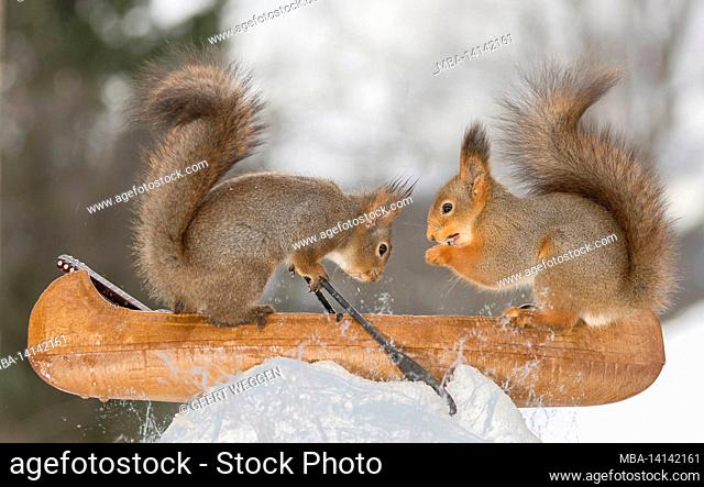close up of red squirrel in a canoe