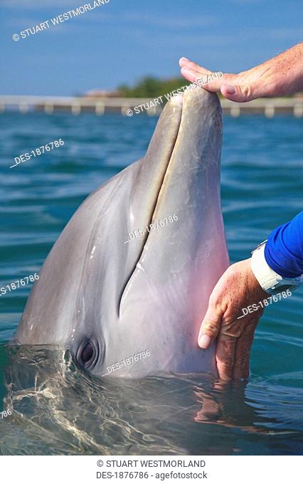 Roatan, Bay Islands, Honduras, Trainer With A Bottlenose Dolphin Tursiops Truncatus