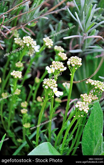 Moss saxifrage with white flowers in a flowerbed in spring, Germany, Bavaria, Upper Bavaria