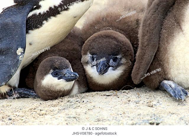 Jackass Penguin, African penguin, (Spheniscus demersus), portrait of young siblings, Boulders Beach, Simonstown, Western Cape, South Africa, Africa