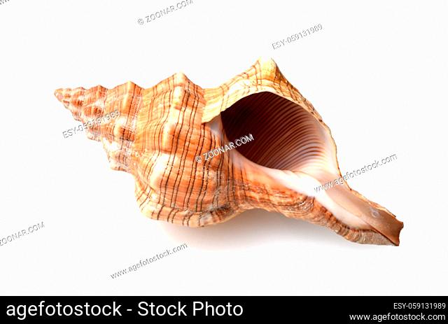 Gehaeuse der Meeresschnecke Astraea. Diese findet man haeufig auf Sandstraenden der Meere. Housing of the marine snail Astraea