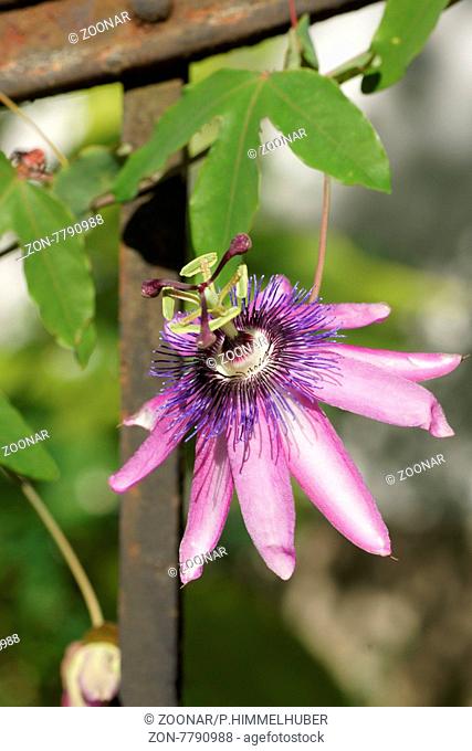Passiflora caerulea, Passionsblume, Passion flower