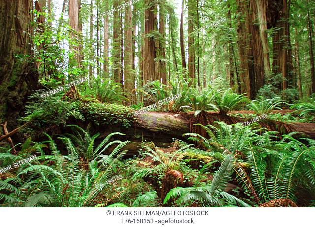 Giant Redwoods. Stout Grove. Jedediah Smith Redwoods State Park. California. USA
