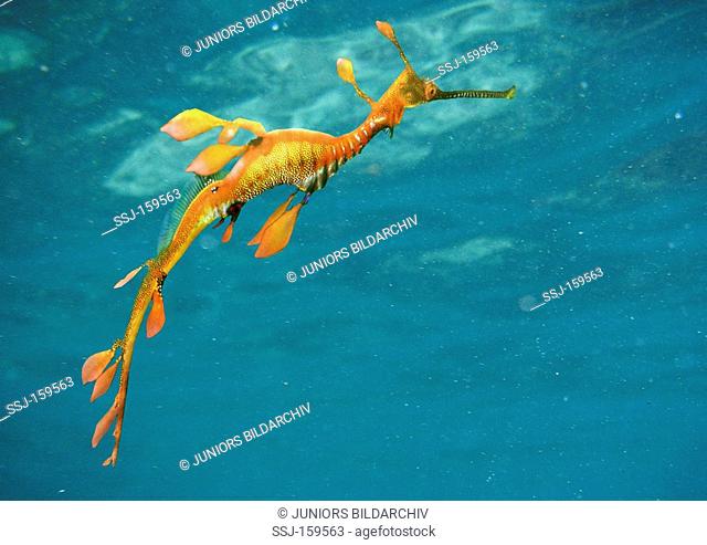 Weedy Sea Dragon / Phyllopteryx taeniolatus