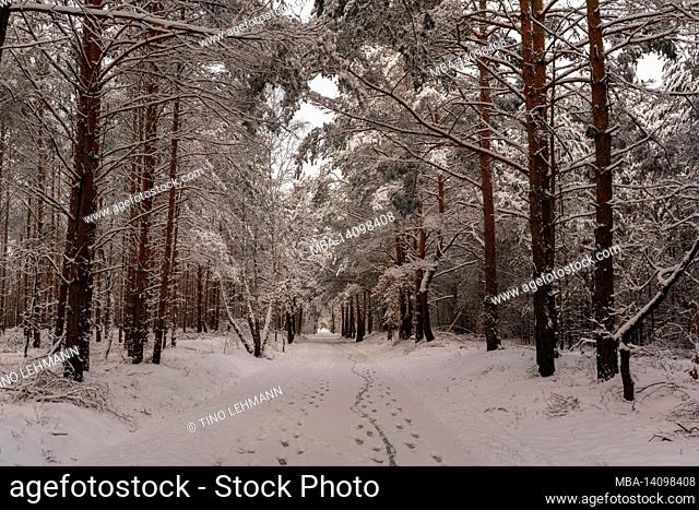 forest road in winter with lots of snow, snow-covered trees, winter landscape