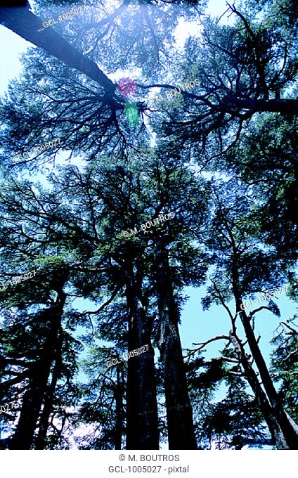 Cedar trees near Ehden, Lebanon