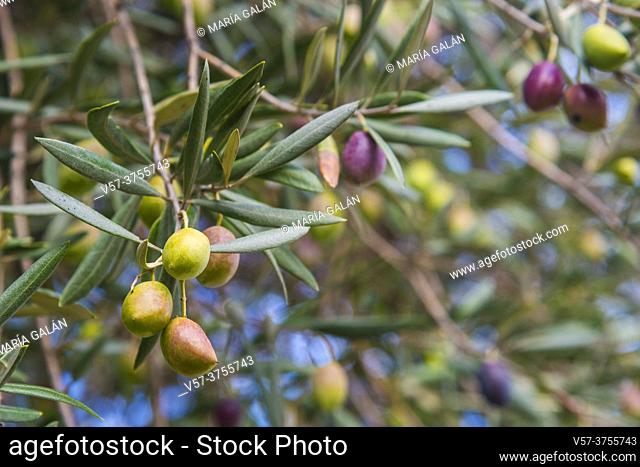 Olives in olive tree