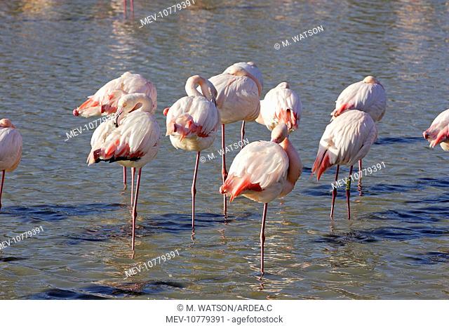 Greater Flamingo - flock in water (Phoenicopterus ruber)