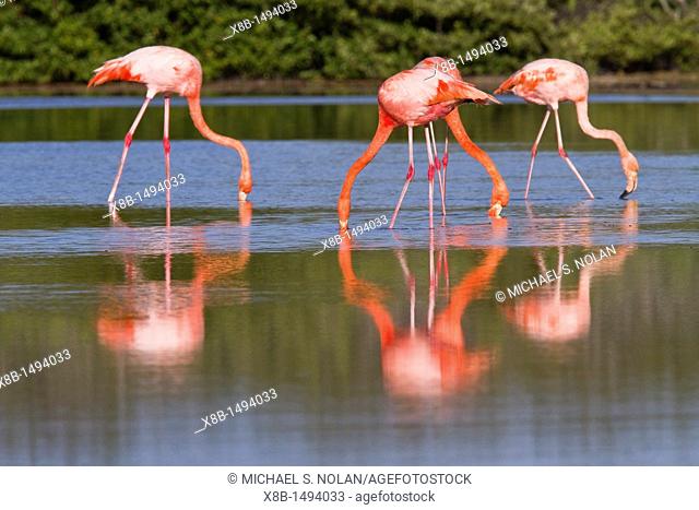 Greater flamingo Phoenicopterus ruber foraging for small pink shrimp Artemia salina in saltwater lagoon in the Galapagos Island Archipelago