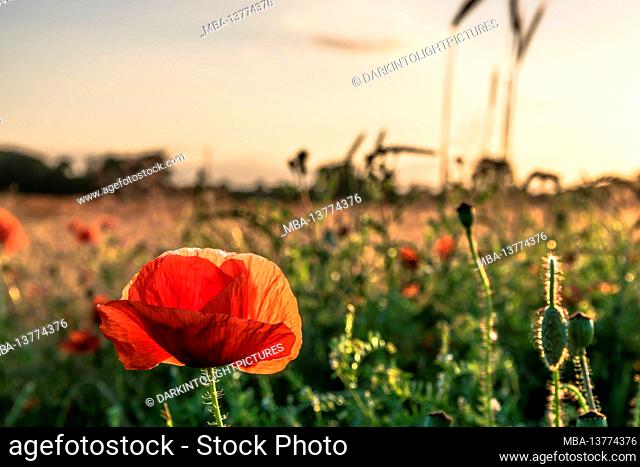 Poppy flowers, focus on the foreground, poppy flower meadow, poppy flowers