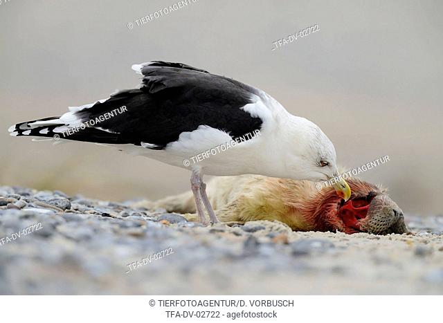great black-backed gull