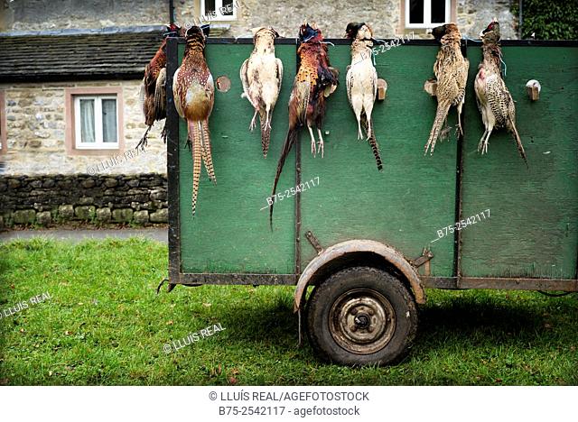 Trailer with Pheasants in the village green of Arncliffe after a hunt. Yorkshire Dales, UK England, Europe