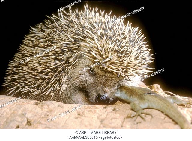 South African Hedgehog (Erinaceus frontalis) Devouring Lizard/Transvaal