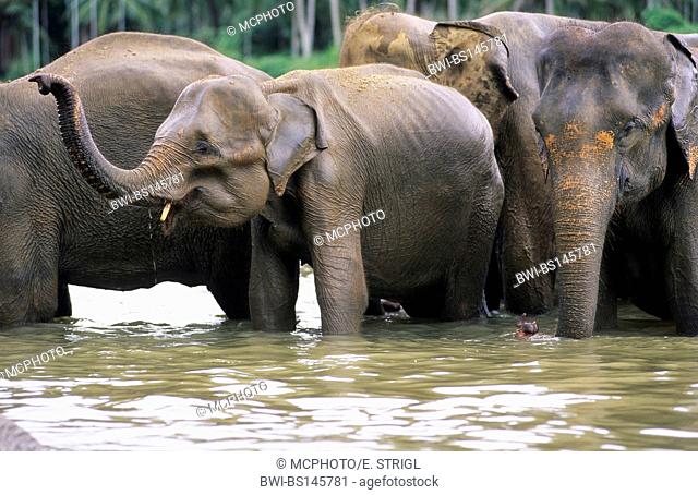 Sri Lanka Elephant, Asiatic elephant, Asian elephant (Elephas maximus, Elephas maximus maximus), herd of working elephants standing in the water