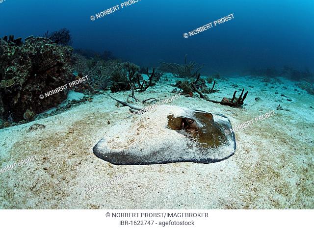 Southern stingray (Dasyatis americana), lying on sandy ground, Little Tobago, Speyside, Trinidad and Tobago, Lesser Antilles, Caribbean Sea