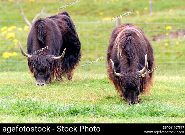 A pair of Yak (Bos grunniens) grazing