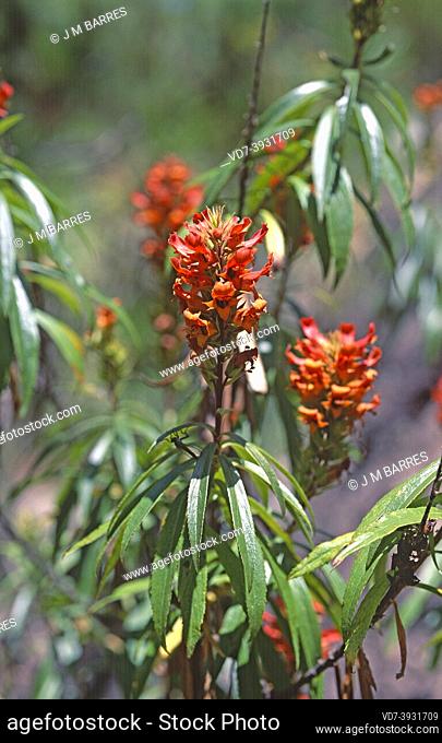 Crestagallo de pinar (Isoplexis isabelliana) is a shrub endemic to Gran Canaria, Canary Islands, Spain