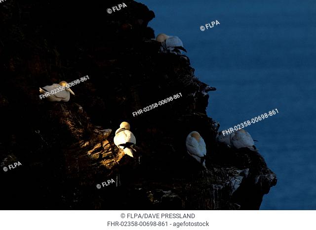 Northern Gannet (Morus bassanus) adults, roosting on cliff ledges, with two illuminated by shaft of sunlight, Troup Head, Moray Firth, Aberdeenshire, Scotland