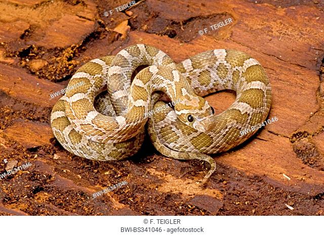 Black rat snake, Western rat snake (Elaphe obsoleta obsoleta, Pantherophis obsoletus obsoletus), rolled-up