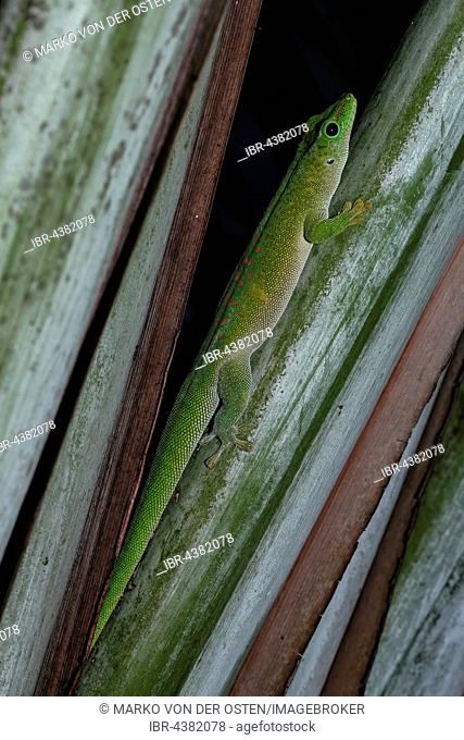 Giant Madagascar Day gecko (Phelsuma madagascariensis grandis), male, Antsohihy, Sofia, Madagascar