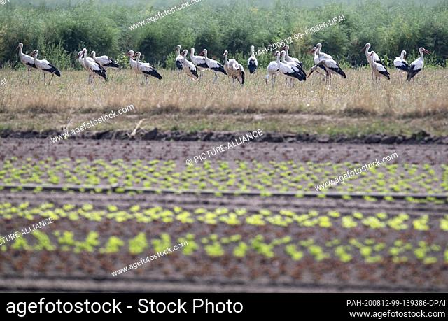 12 August 2020, Hessen, Büttelborn: White storks gather on a field near Büttelborn to carry them up into the air. Soon the impressive migratory birds move south...
