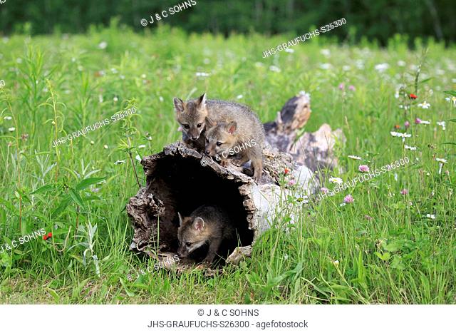 Gray fox, (Urocyon cinereoargenteus), three young siblings playing close to log in floret meadow curious, Pine County, Minnesota, USA, North America