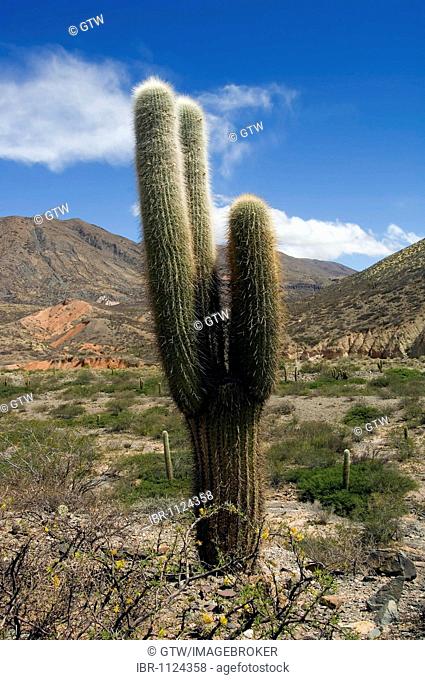 Candelabra cactus, Los Cardones National Park, Calchaqui valley, Argentina