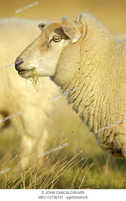Suffolk Sheep (Ovis aries)