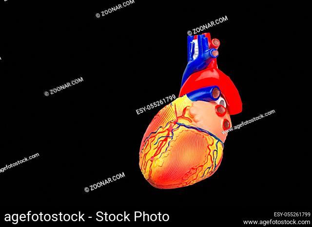 Artificial human heart model isolated on black background
