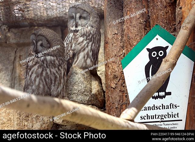 17 April 2022, Saxony-Anhalt, Wernigerode: Two eagle owls sit in an enclosure at Christianental Wildlife Park. Photo: Matthias Bein/dpa/ZB