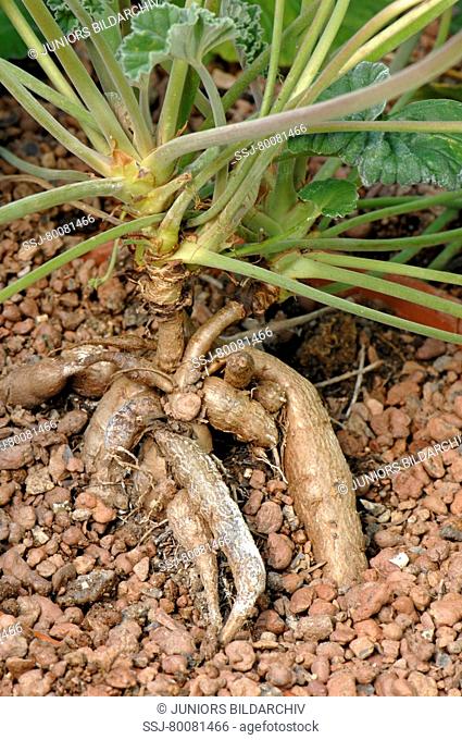DEU, 2007: Umckaloabo (Pelargonium reniforme, Pelargonium sidoides) with exposed root tubers, which are used for certain medicines