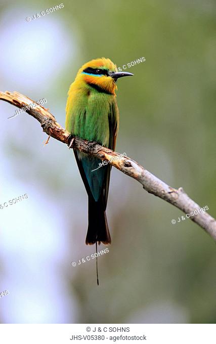Rainbow Bee-Eater, Merops ornatus, Outback, Northern Territory, Australia, adult on branch