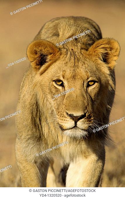 African Lion Panthera leo - Young Males, Kgalagadi Transfrontier Park, Kalahari desert, South Africa