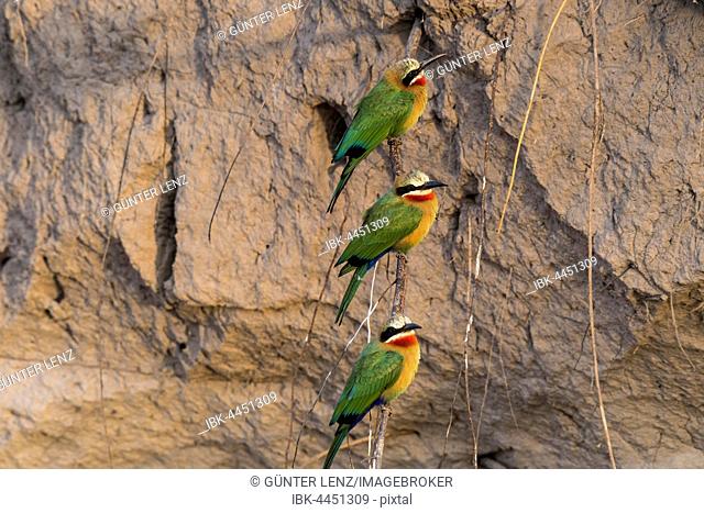 White-fronted bee-eater (Merops bullockoides) in front of nesting wall, Chobe River, Chobe National Park, Botswana
