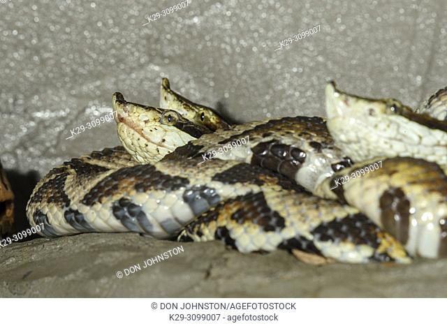 Sharp-nosed Viper (Deinagkistrodon acutus), Captive. Native to Southeast Asia, Reptilia reptile zoo, Vaughan, Ontario, Canada