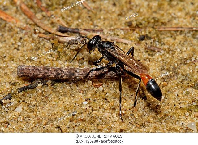 three-phase sand wasp