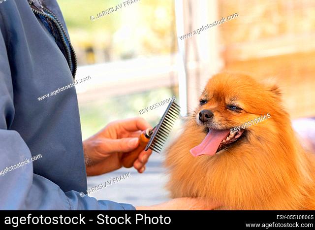 Professional groomer woman has prepared comb on trimming cute smiling Pomeranian Spitz