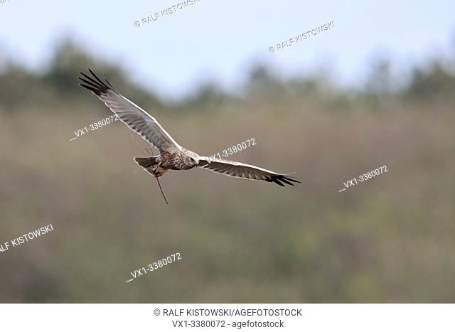 Western Marsh Harrier / Rohrweihe ( Circus aeruginosus ), adult male, flying, in flight, carrying, holding nesting material in talons, wildlife, Europe
