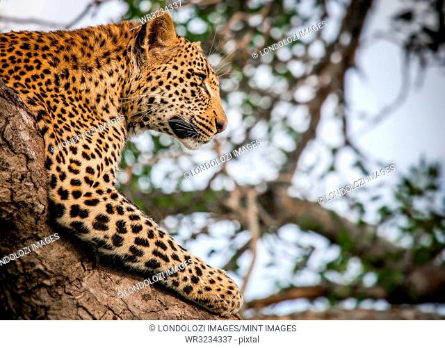 A leopard's head and front leg, Panthera pardus, lying in a tree, head up, looking away