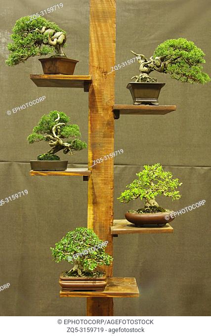 Well arranged bonsai trees, Bonsai tree exhibition, Pune