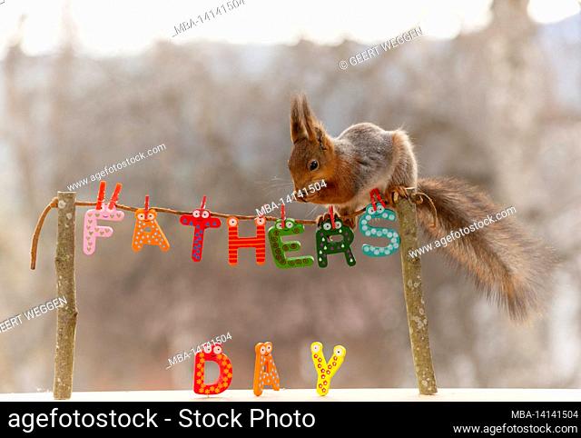 red squirrel is standing on tree sticks with a line with the words fathers day