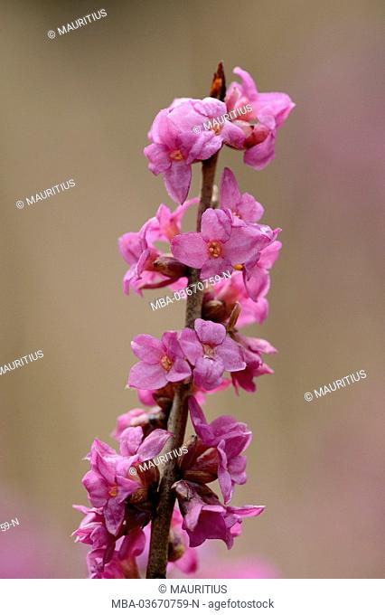 tintorell, Daphne mezereum, blossom