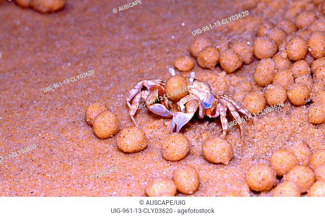 Sand bubbler crab with sand pellets created when scouring the beach for food, Australia