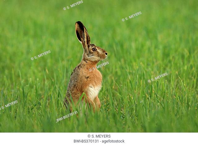 European hare, Brown hare (Lepus europaeus), stands erect in a meadow, Austria, Burgenland, Neusiedler See National Park