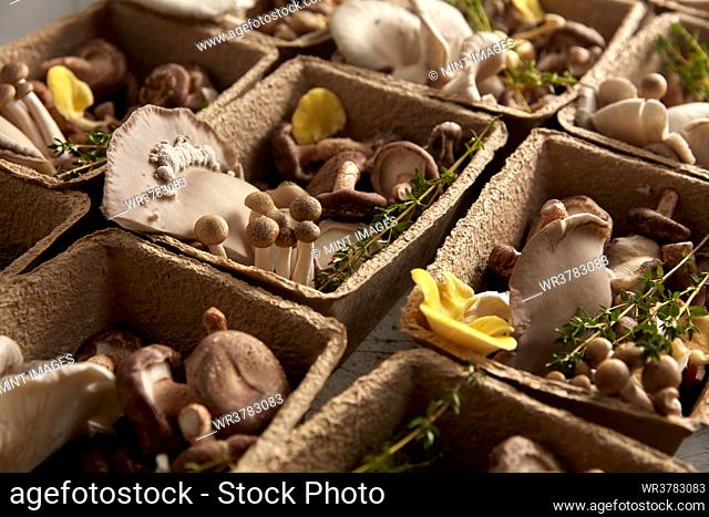 Edible fungi arranged in cardboard boxes, edible mushrooms cultivated at a fungarium